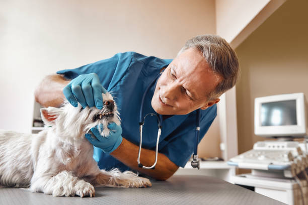 Best Emergency Dental Care for Sports Injuries in Rossmoor, NJ